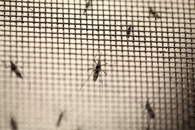 Aedes aegypti mosquitoes 