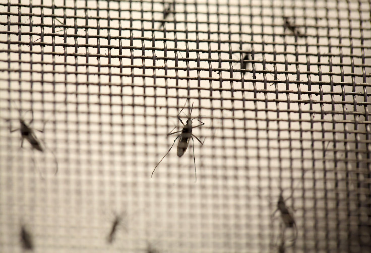 Aedes aegypti mosquitoes 