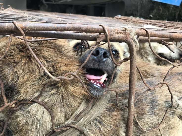 Dogs Yulin China Meat