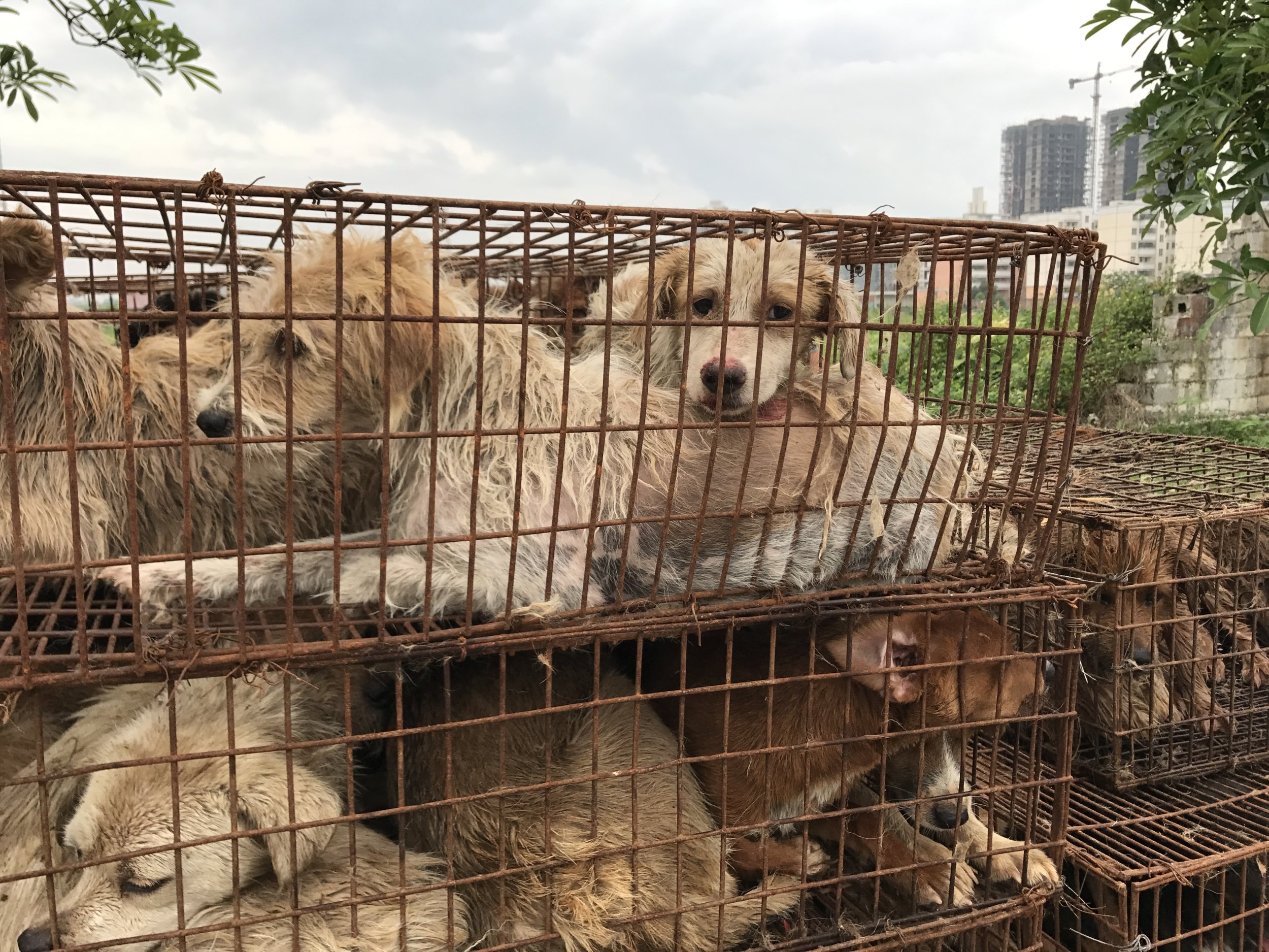 Yulin Dog Festival 2017 To Be Deadliest In Years Since Rumor Claimed ...