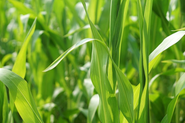 cornfield