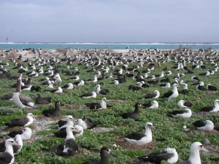 albatross-nesting-725x544