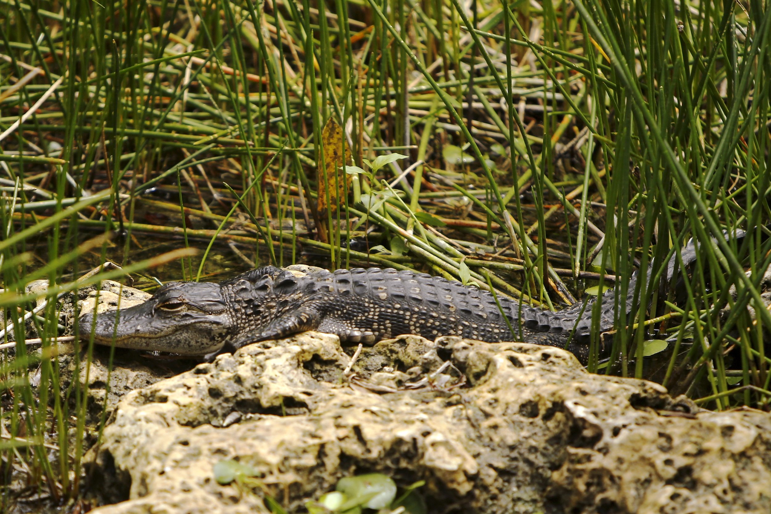 Watch: Alligator Snaps Back At Police Officer After Its Mouth Is Tied 