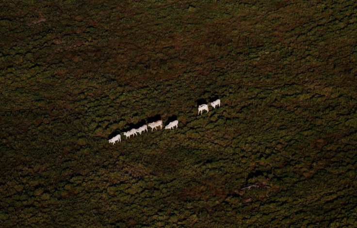 Amazon forests