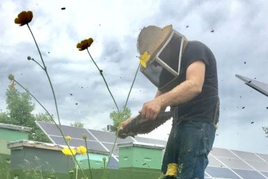 solar garden bees