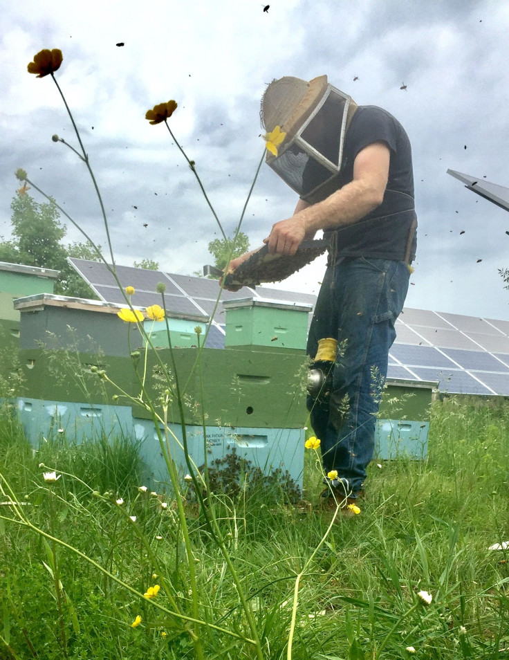 solar garden bees