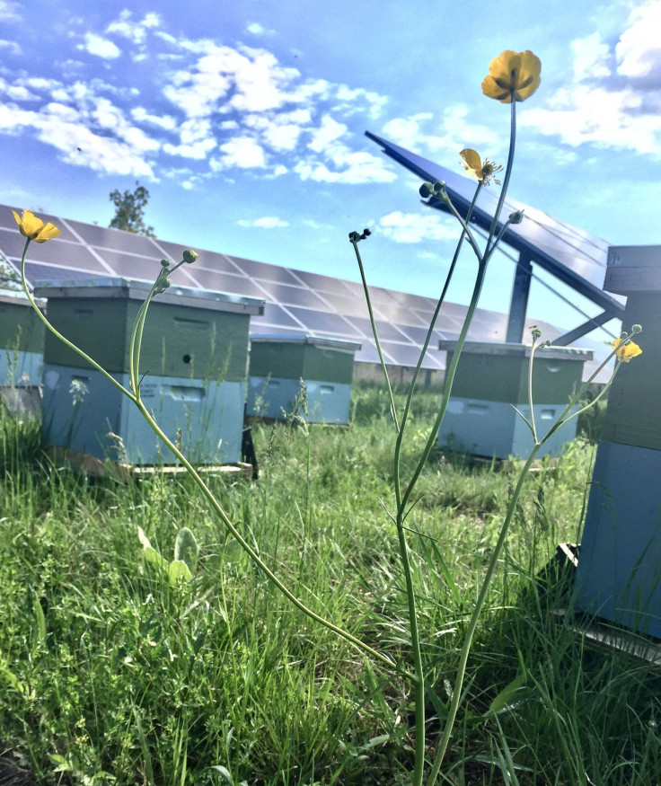 flower hives and solar 