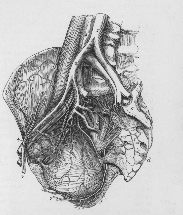 human-heart-anatomy