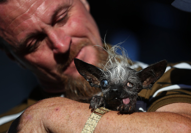 World's Ugliest Dog 2016