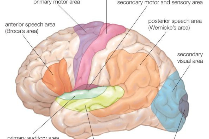 brain