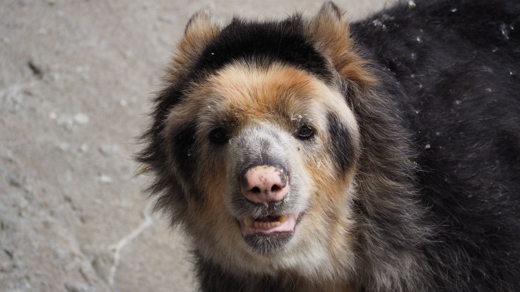 andean-bear-1421851_1920