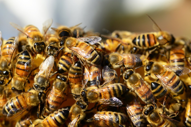 honey-bees-beehive-honey-bees-57398
