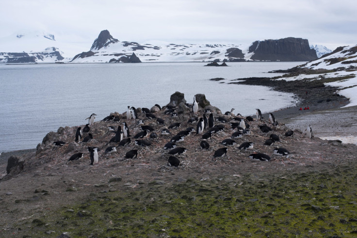 penguins-antarctica