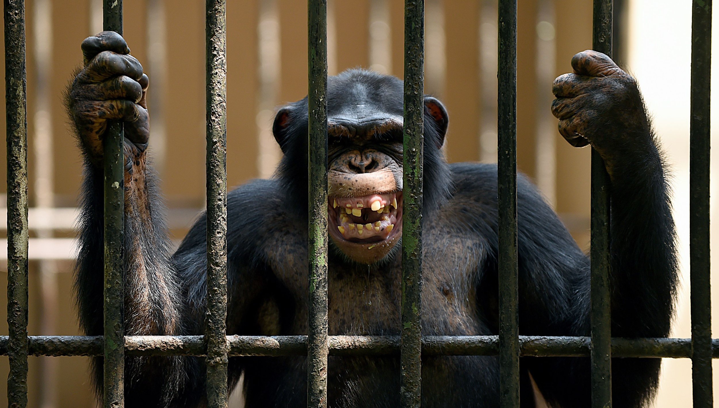 Chimp Zoo 