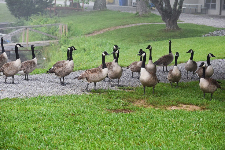 gaggle-of-geese-2367436_1920