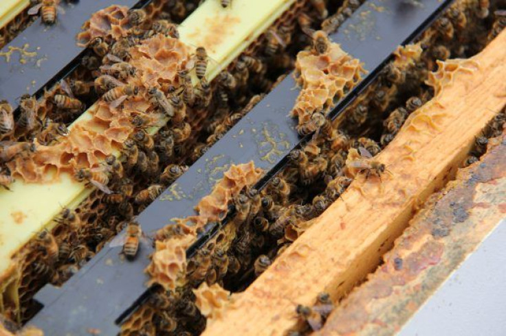 Honeybees-in-a-colony-at-York-University