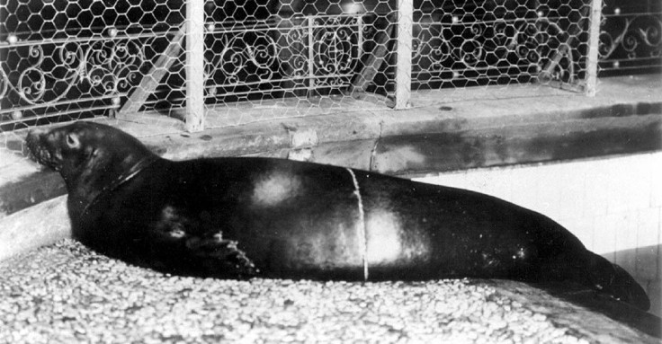 caribbmonkseal-newyorkzoologicalsociety1910