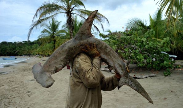 1 000 Pound Hammerhead Shark Caught In Texas Breaks Record