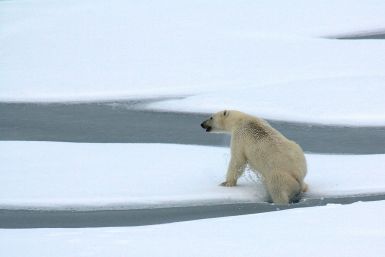 polar-bear-1574995_1280
