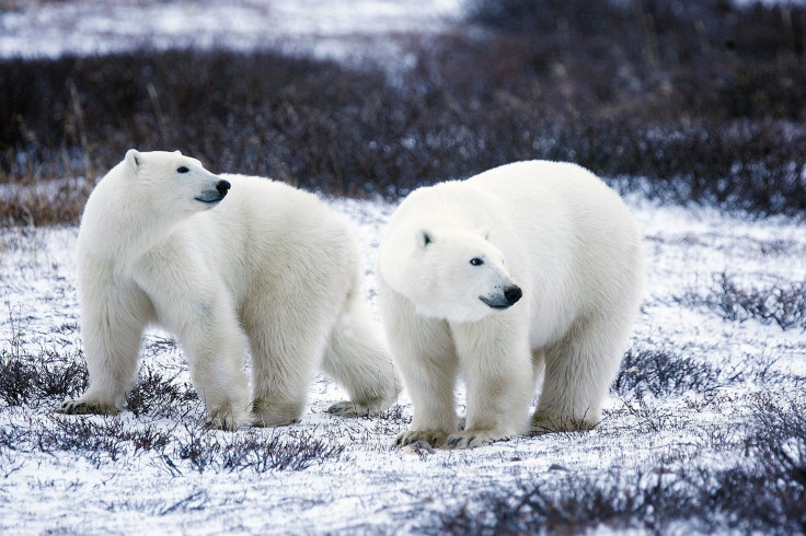 polar-bears-1665367_1920 (1)