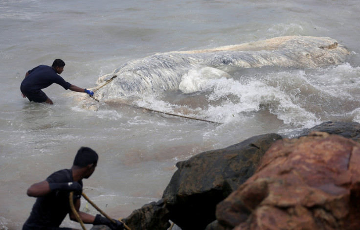 Whale Rescue