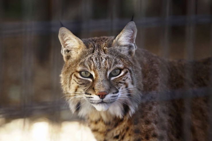 Bobcat