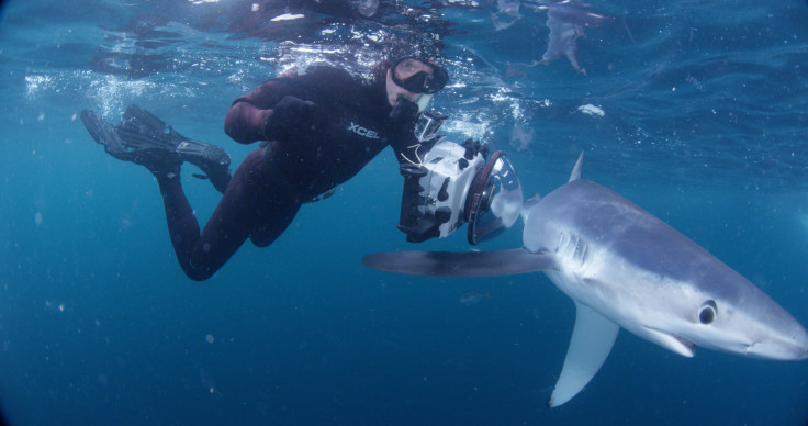 Shark Vortex