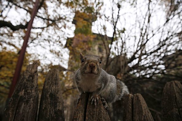 Aggressive Squirrel Attacks 5 People In New York, City Warns Park ...