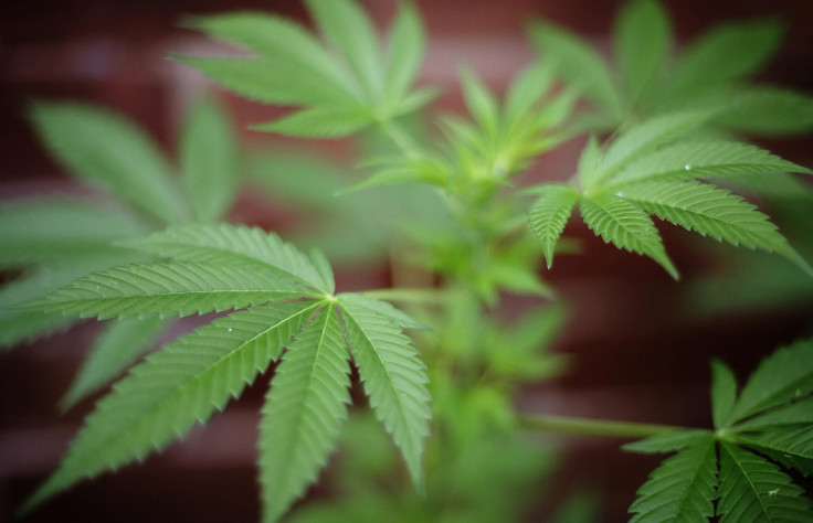 Marijuana