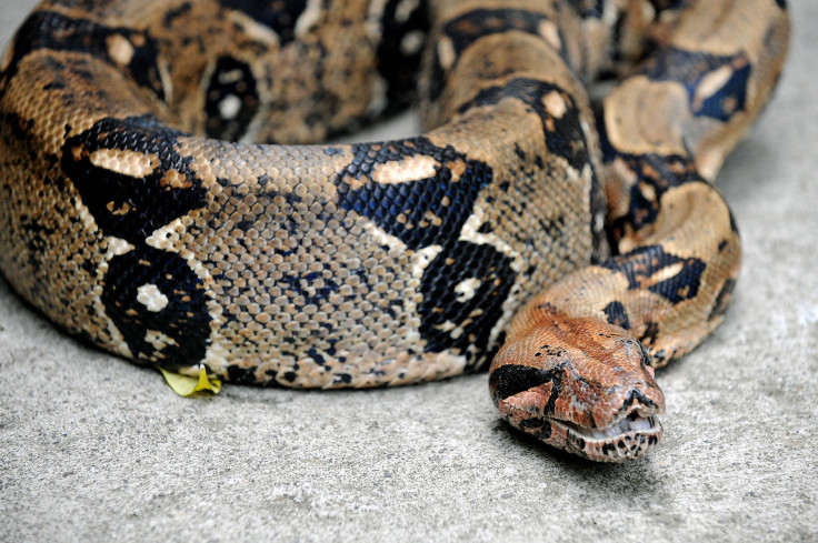 Boa Constrictor