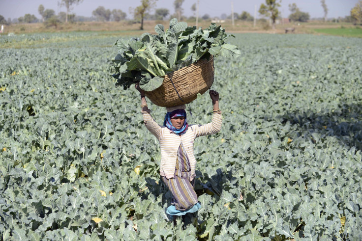 Indian Farmer