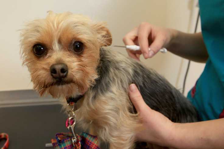 Dog at Vet