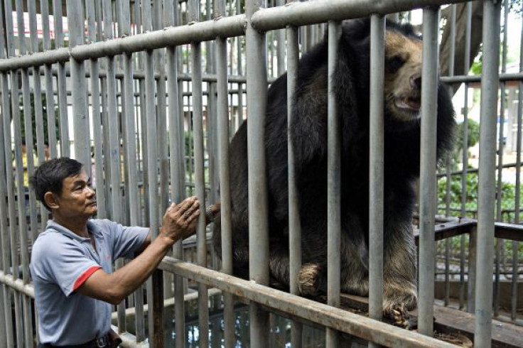 Bear in an enclosure