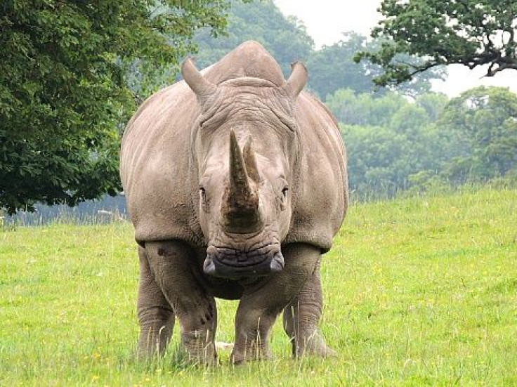 Rhino