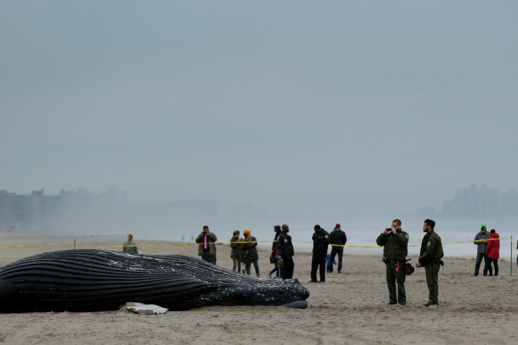 Humpback whale