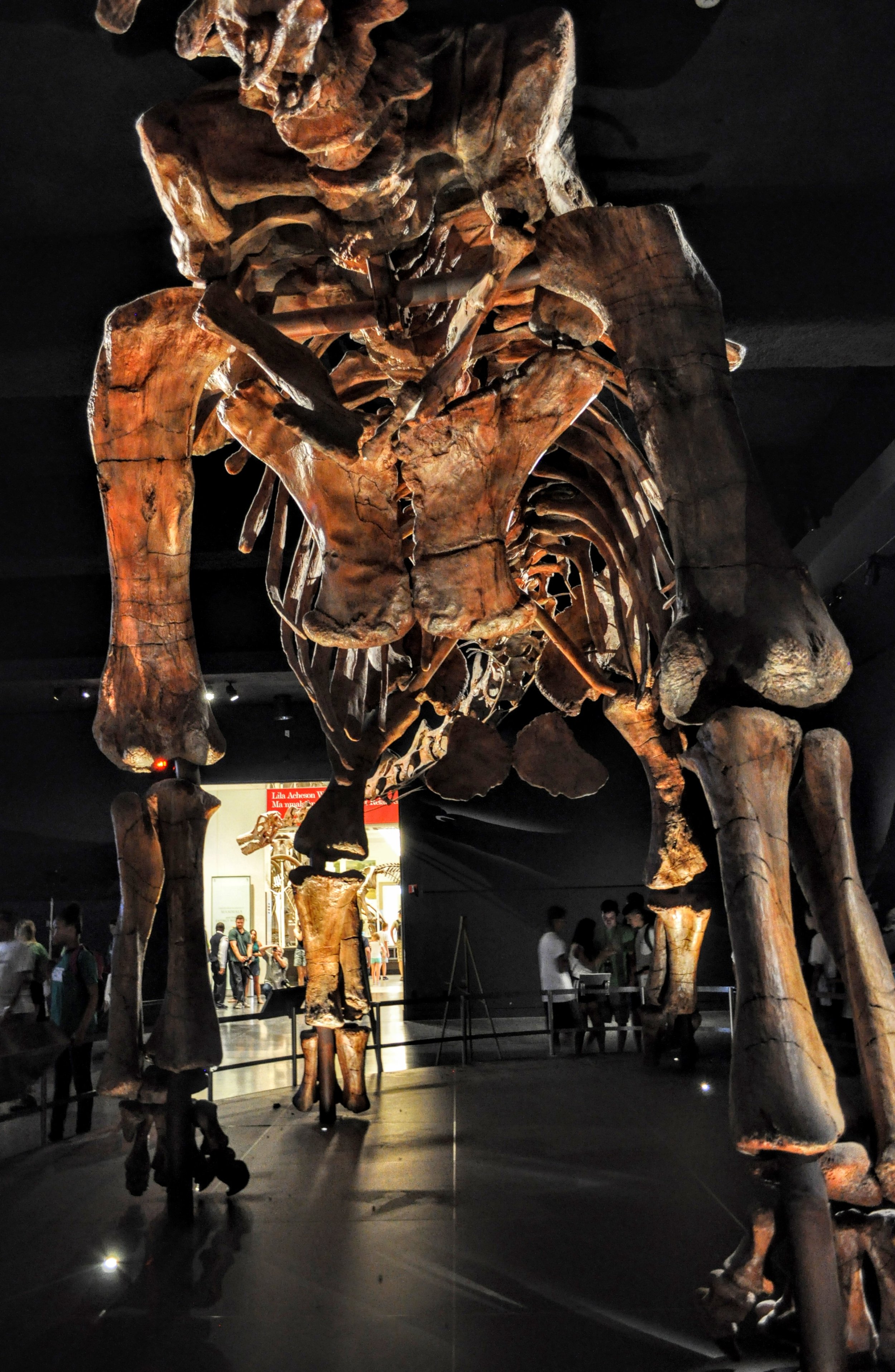 The Biggest Dinosaur Ever: What We Know About Patagotitan | IBTimes