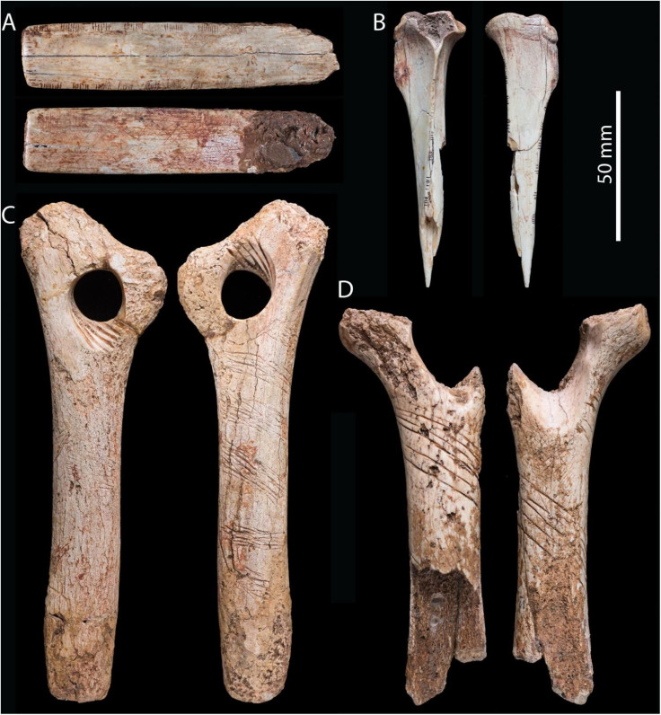engraved-human-bones