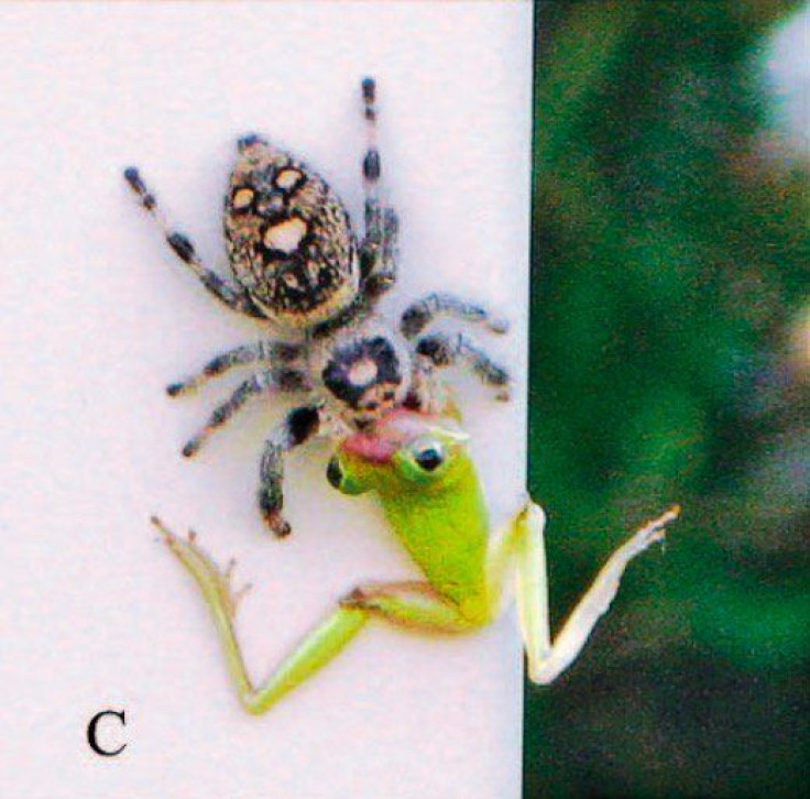 spider-eats-frog2