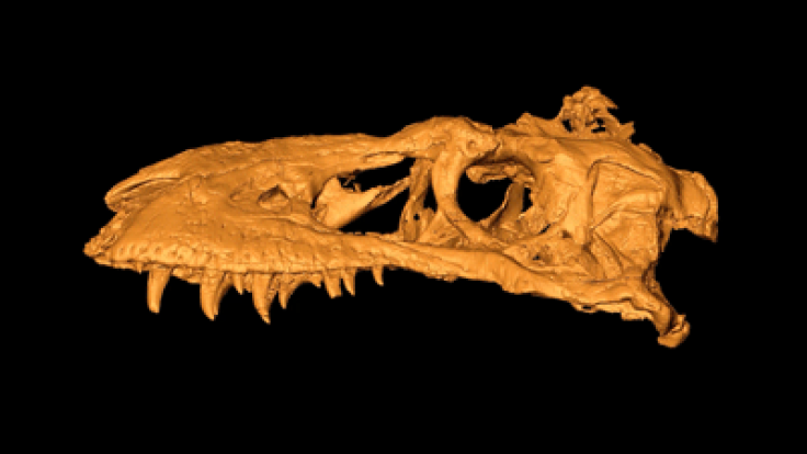tyrannosaur-skull-scan