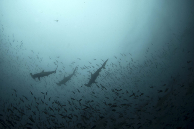 Hammerhead sharks