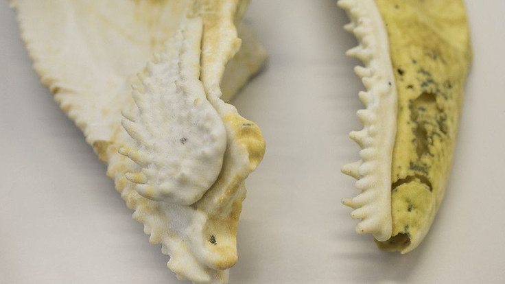 fish-jaw-fossil