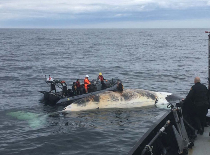 North Atlantic right whale