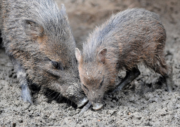 Peccaries