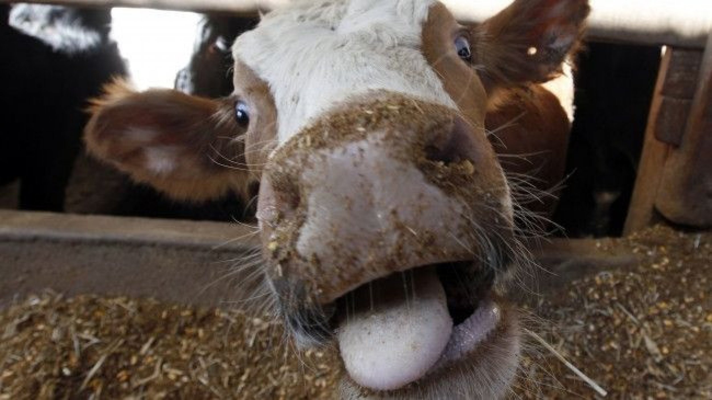 Authorities Deal With Mad Cow Disease in California
