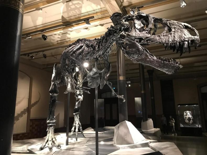 dinosaur-skeleton