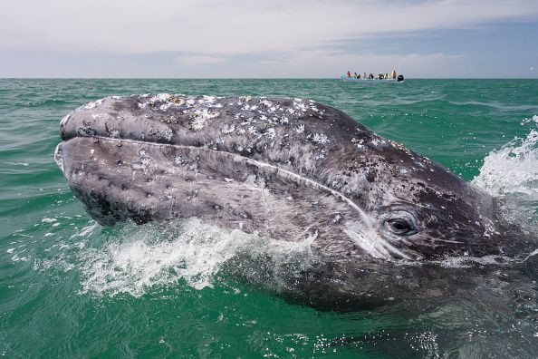 Baby whale spotted