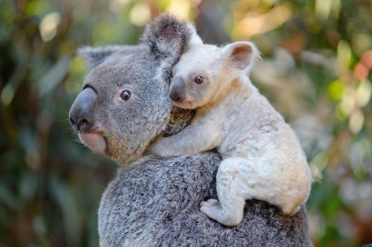 white-koala-joey