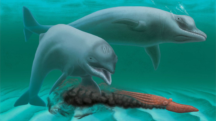 toothless-mini-dolphin