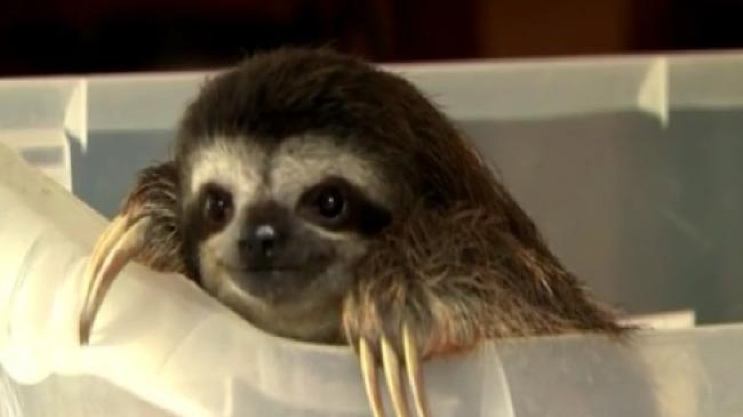 Sloth Sanctuary Provides Rehabilitation and Welcomes Swarms of Tourists