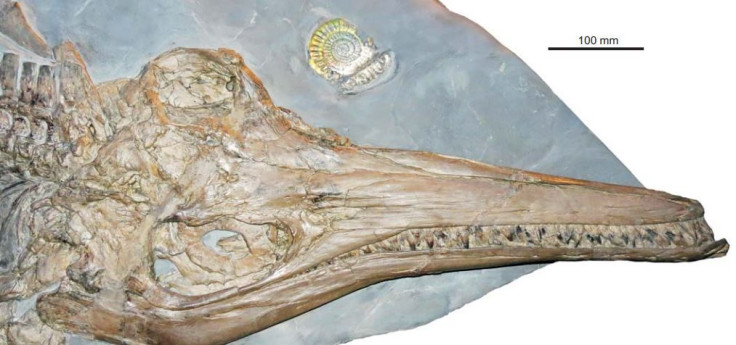 ichthyosaurus-skull